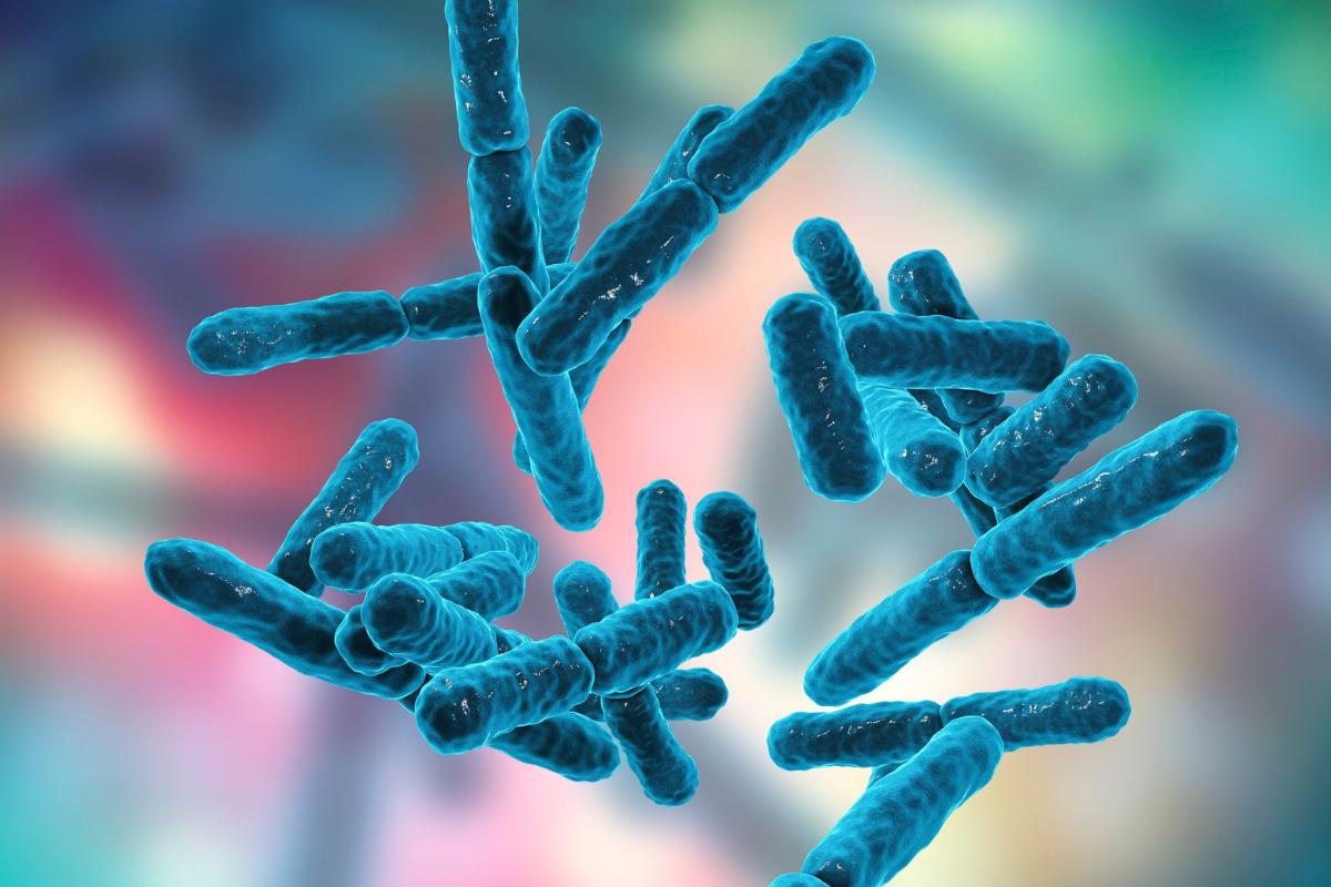 Archaea or Archaeas: What are, examples and difference with bacteria