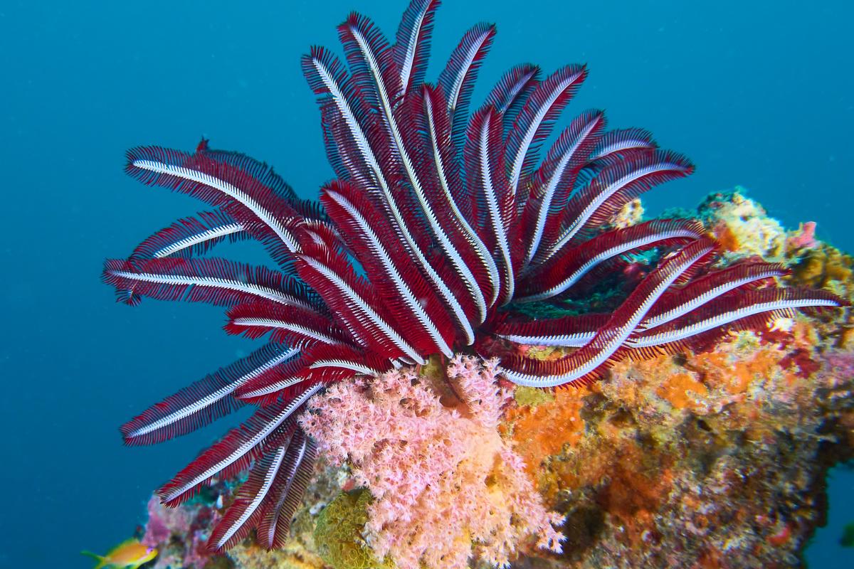 Sea lilies: what are, characteristics, habitat and examples
