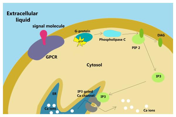 Cytosol: What is, function and difference with cytoplasm - Cytosol structure
