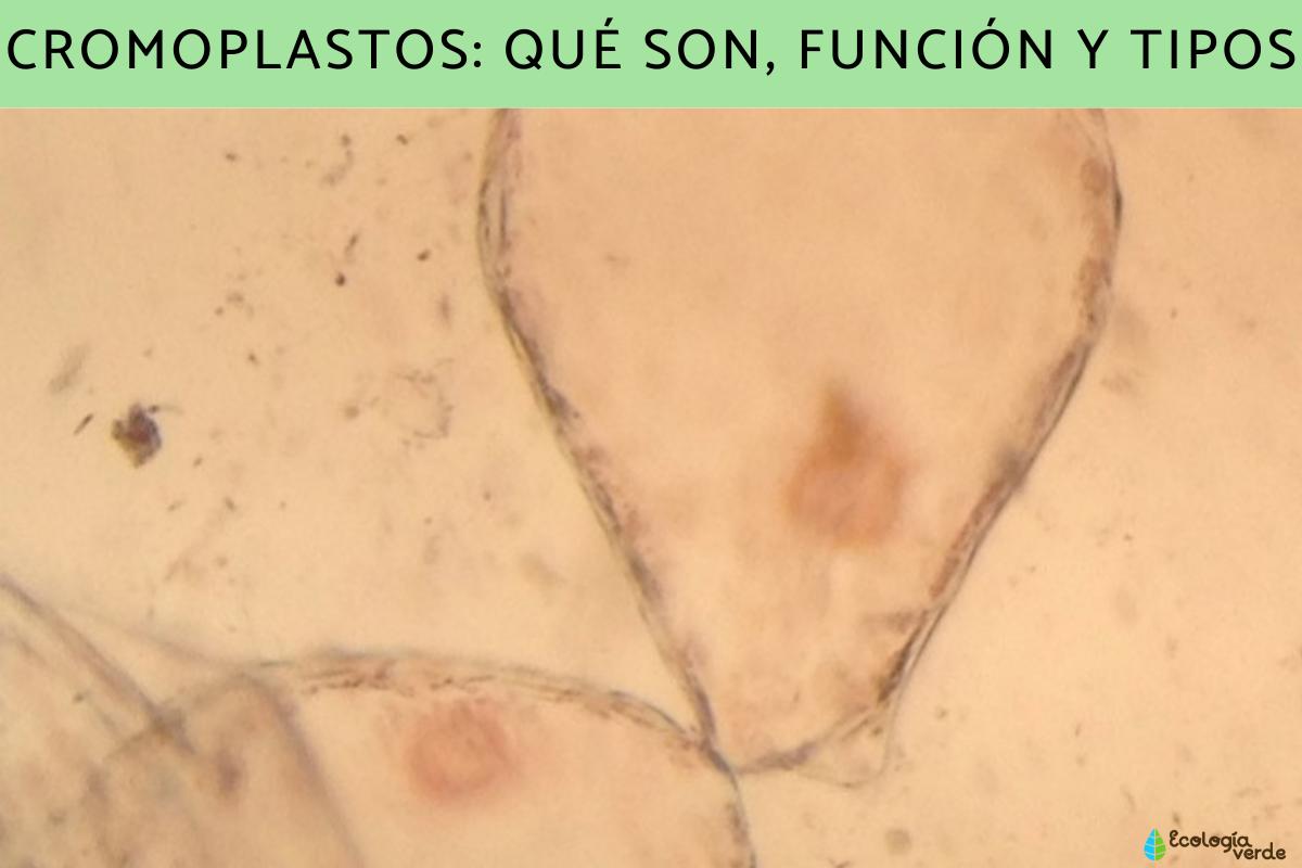 Chromoplasts: What are, function and types