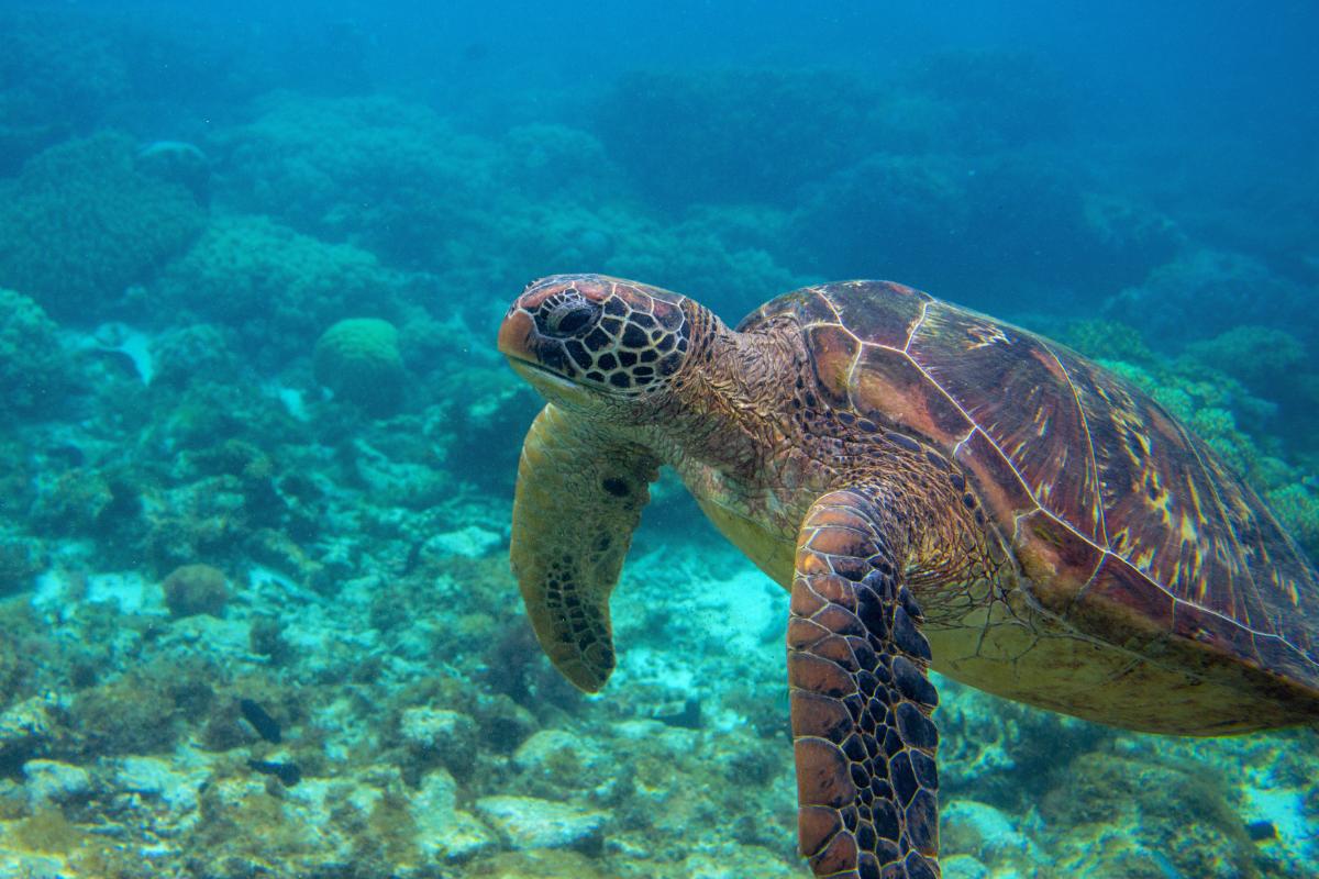 Blue economy: what is and principles
