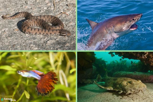 Ovovivíparos animals: what are, characteristics and examples - 