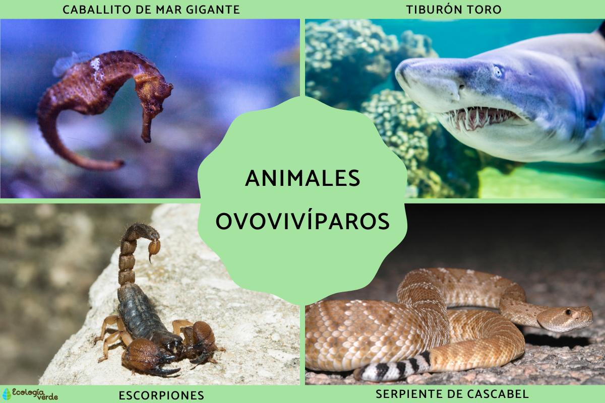 Ovoviviparous animals: what are, characteristics and examples