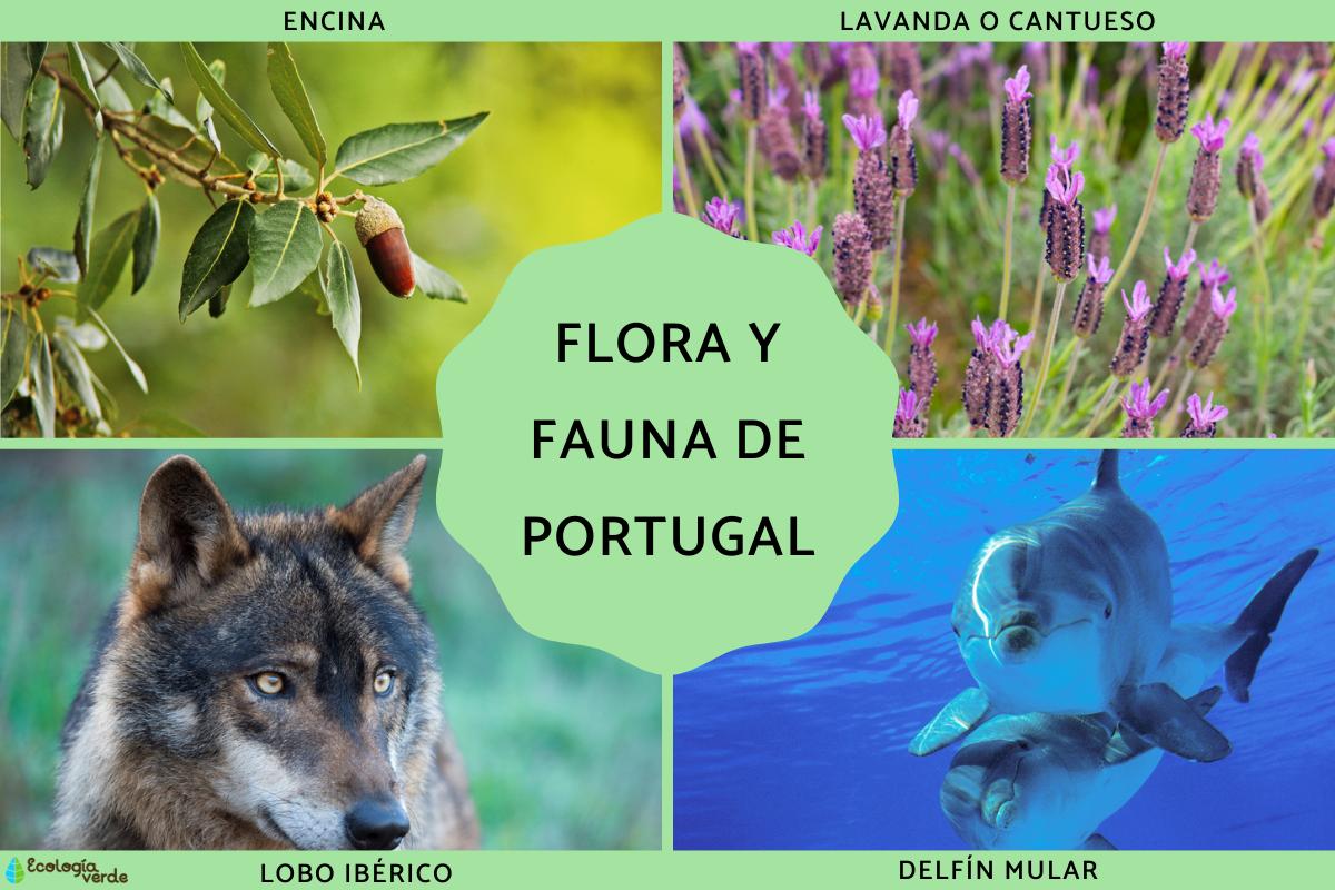 Portugal Flora and Fauna