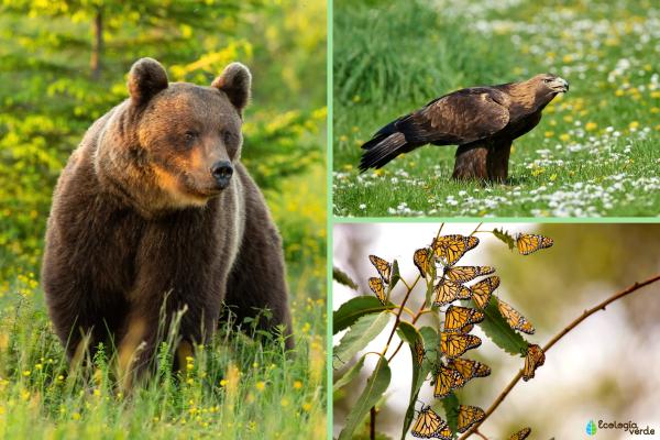 Mountain climate: what is, characteristics, types, flora and fauna - mountain climate fauna