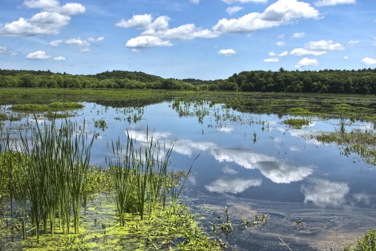 Pantano: What is, characteristics, how it is formed, flora and fauna