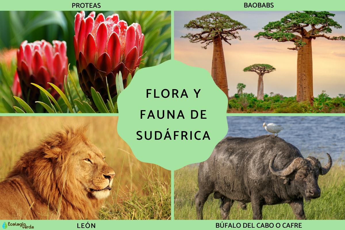 South Africa Flora and Fauna