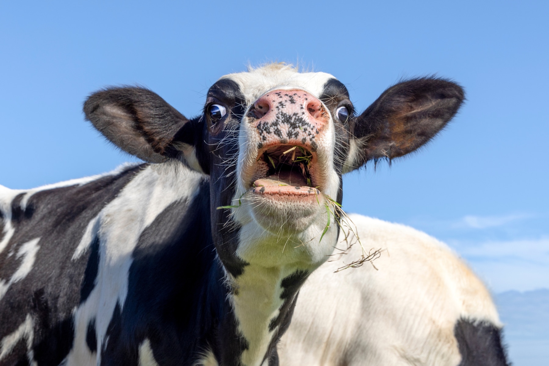 Artificial intelligence helps us to interpret the verses of animals