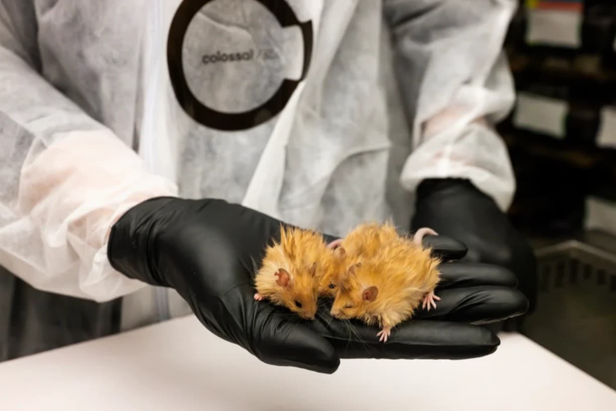 Is the woolly mouse the first step towards the de-extinction of the mammoths?