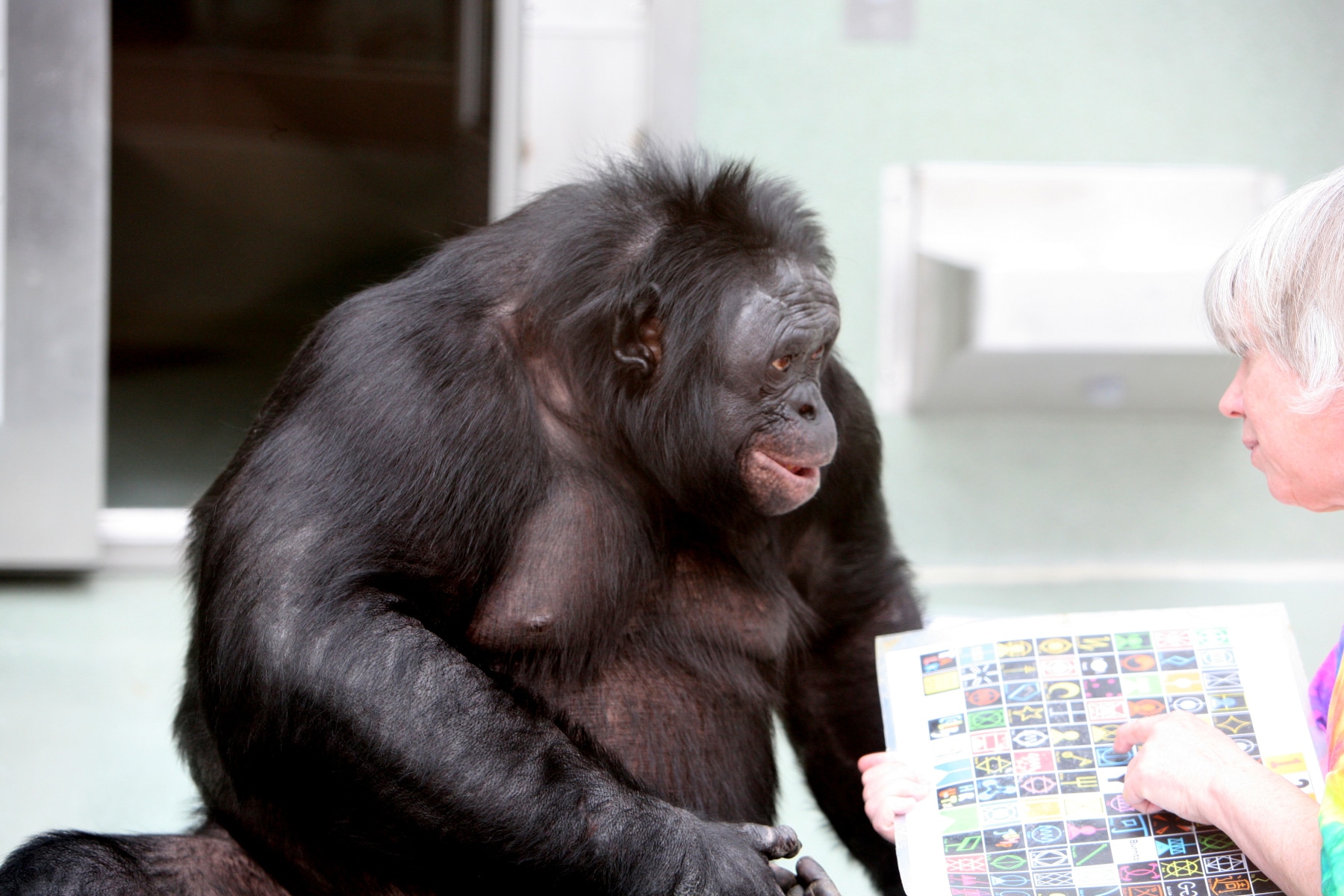 Kanzi died, the Bonobo who "spoke": he had developed a 3 thousand words vocabulary