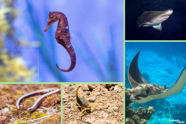 Ovoviviparos animals: what are, characteristics and examples - examples of ovovaviparos animals