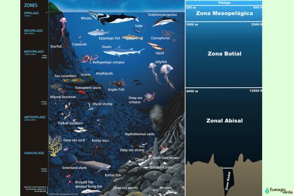 Pelagic area: What is, layers, flora and fauna - layers of the pelagic area