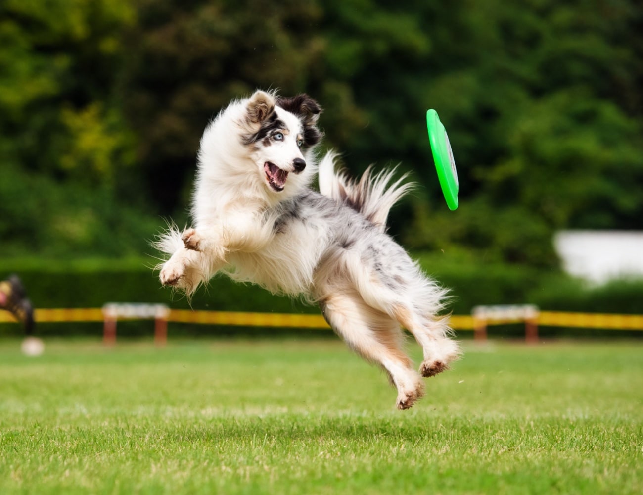 Playing with a dog reduces stress (yours and his)