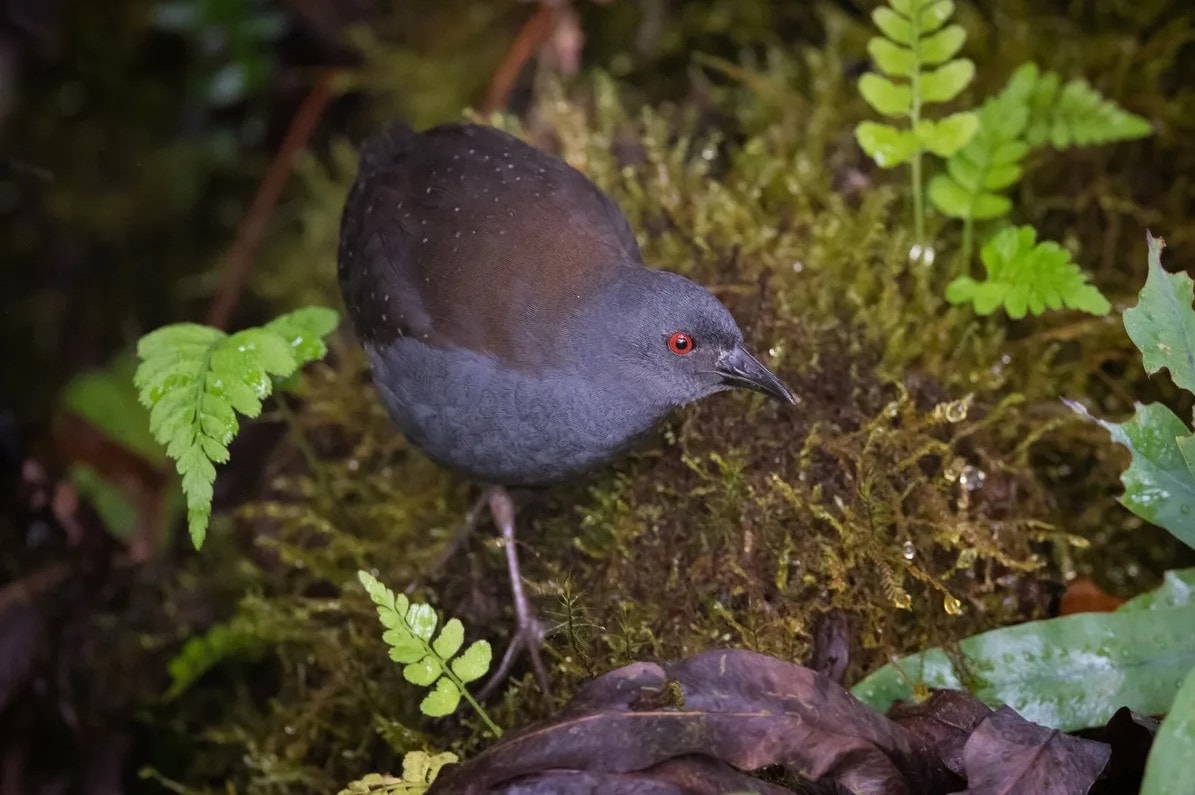 The Schiribilla returned to the Galápagos (but perhaps it was never gone)