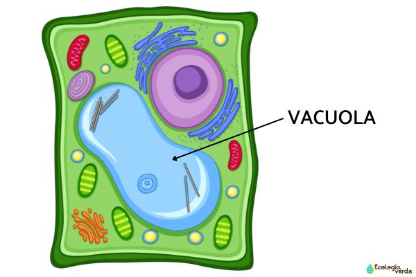 Vacuola: What is, function and structure - What is an vacuola 