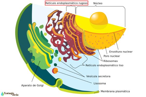 Rugged endoplasmic reticulum: what is and function - structure of the rough endoplasmic reticulum