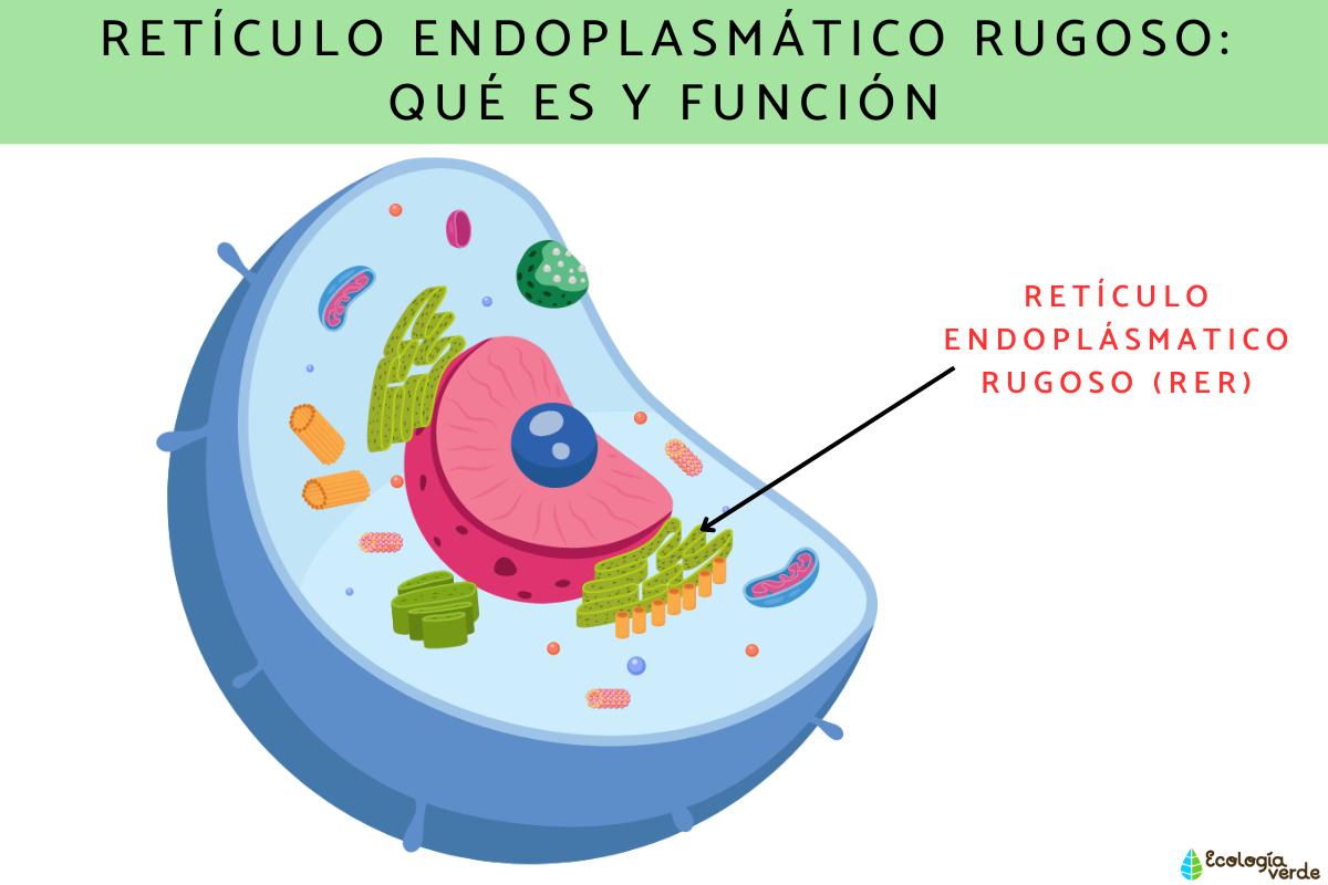 Rugged endoplasmic reticulum: what is and function