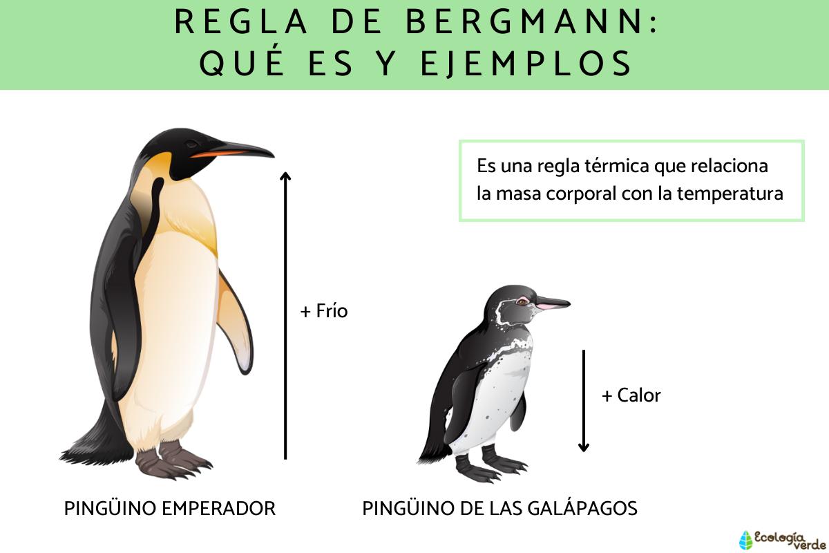 Bergmann rule: what is and examples