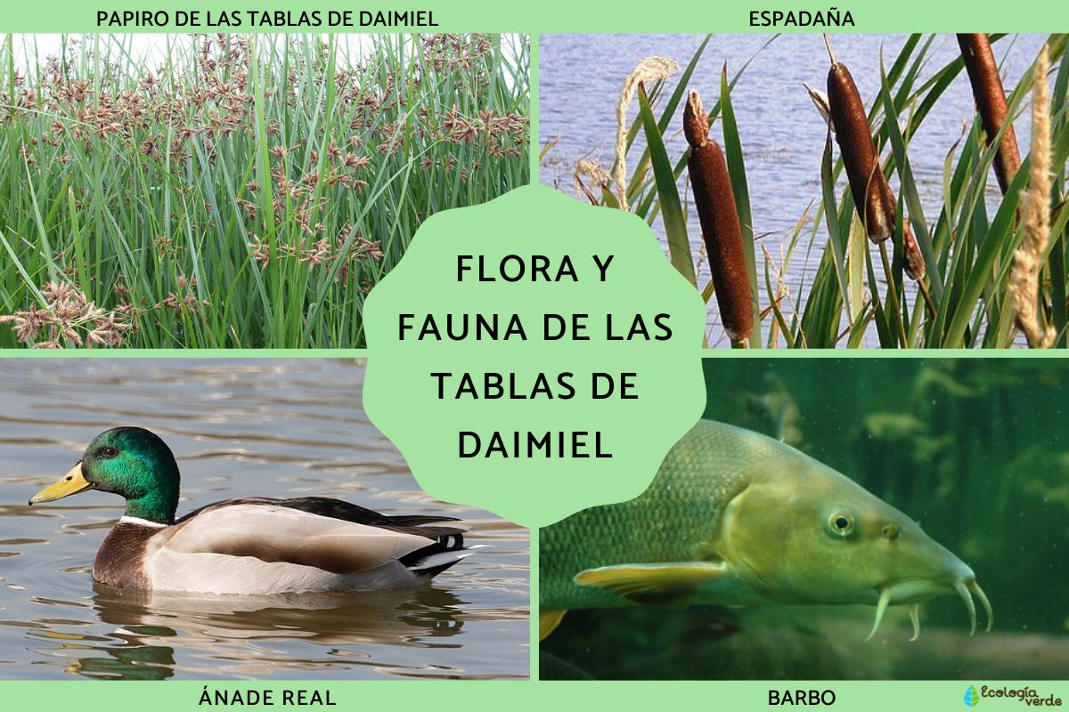 Flora and Fauna of the Daimiel Tables