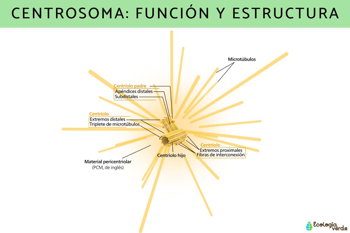 CENTROOMA: FUNCTION AND STRUCTURE