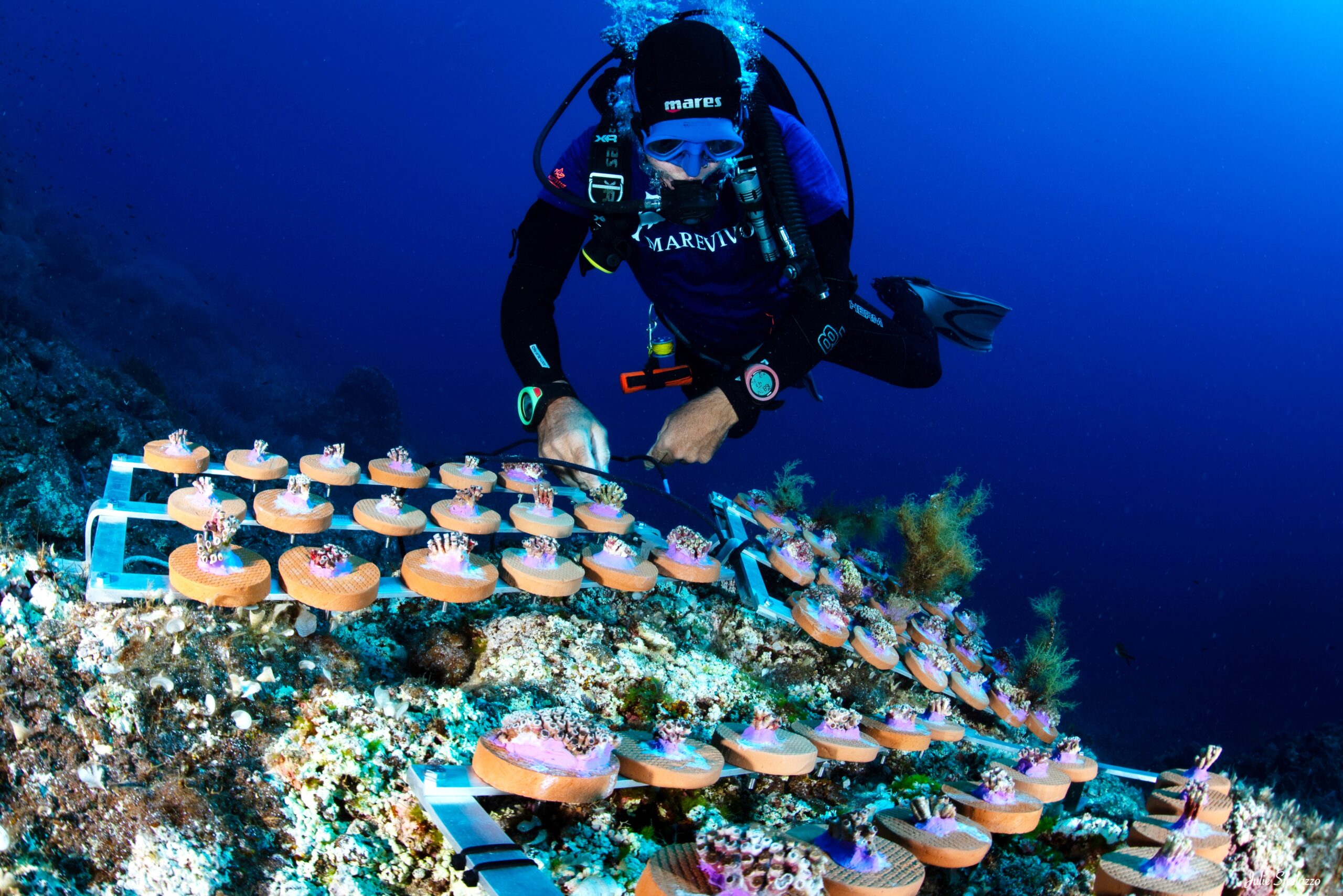 Good news: the restoration of the marine areas will be reborn the species