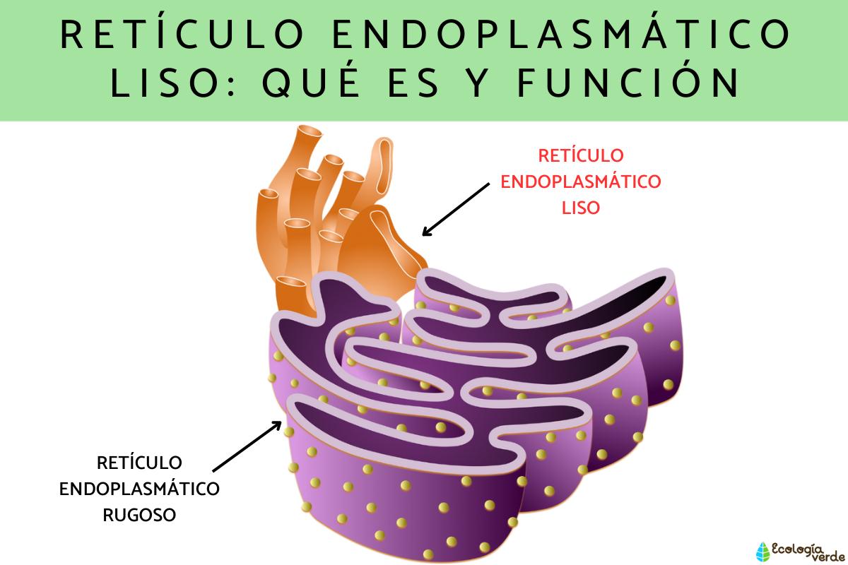Smooth endoplasmic reticulum: what is and function