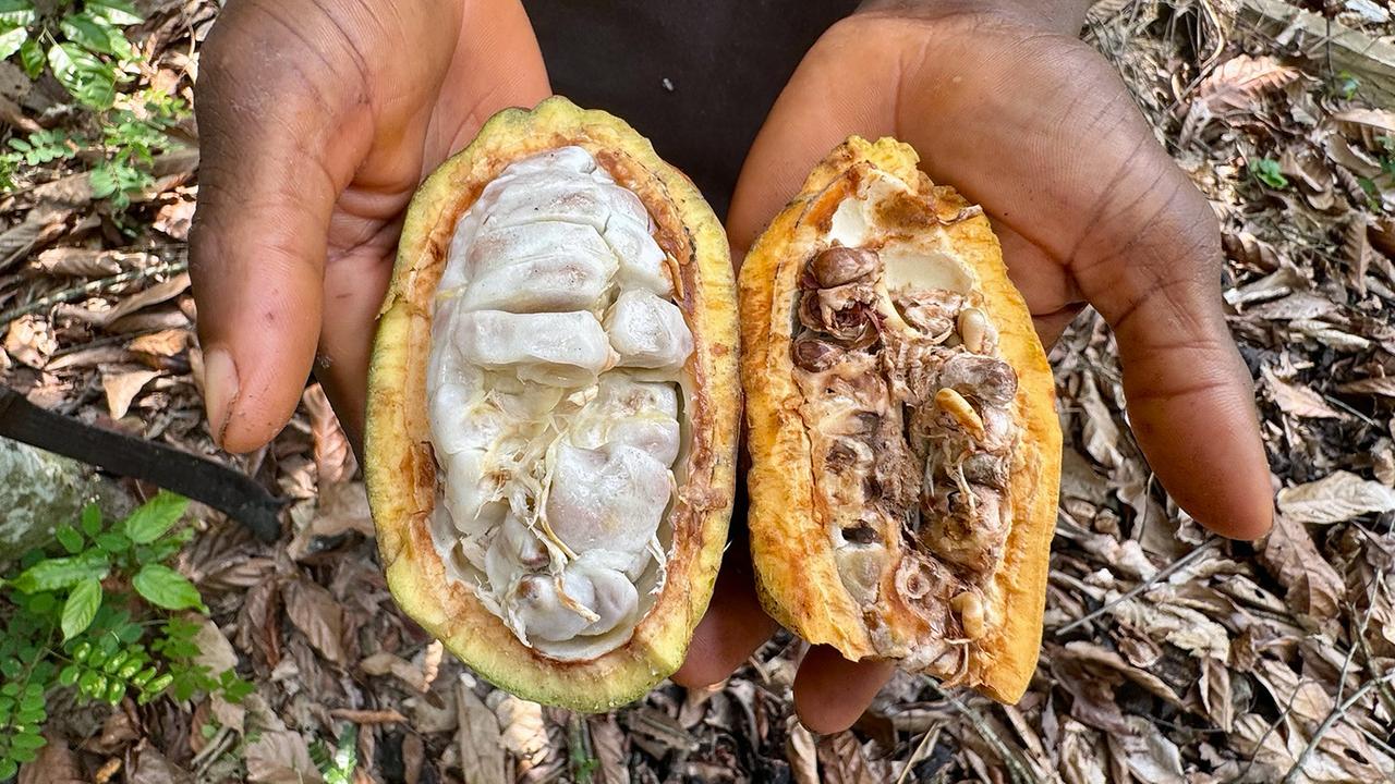 Is the ivory coast of the cocoa preserved?