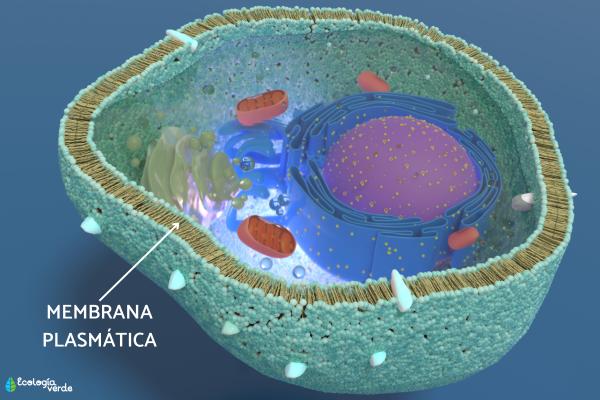 Plasma membrane: what is, functions and structure - What is the plasma membrane