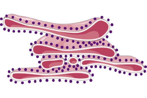 Rugged endoplasmic reticulum: What is and function - What is the rough endoplasmic reticulum