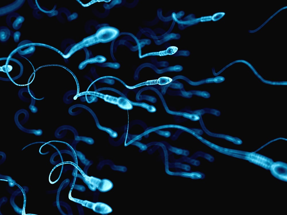 Spermatozoa stems transplanted for the first time in a man