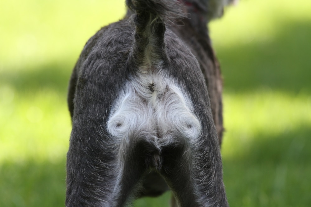 Was the anus originally a conduit for sperm?