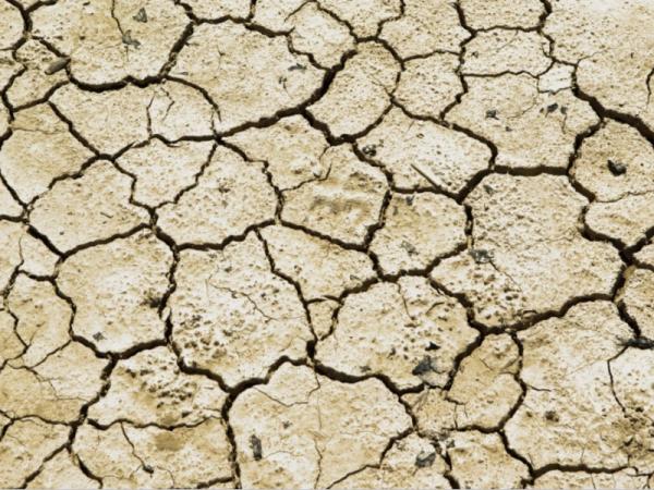 Ecological imbalance: What is, causes, consequences and examples - ecological imbalance: consequences