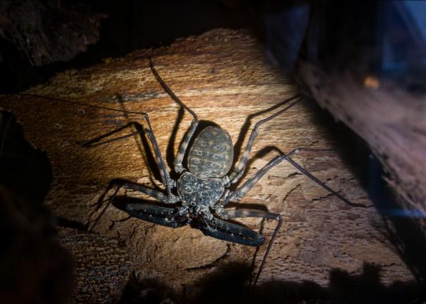 Amblipigios: What are, characteristics and types - Types of Amblipigios