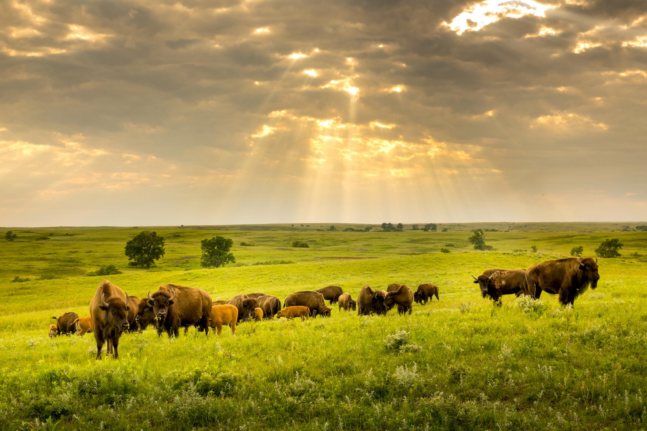 Steppe: What is, climate, flora and fauna