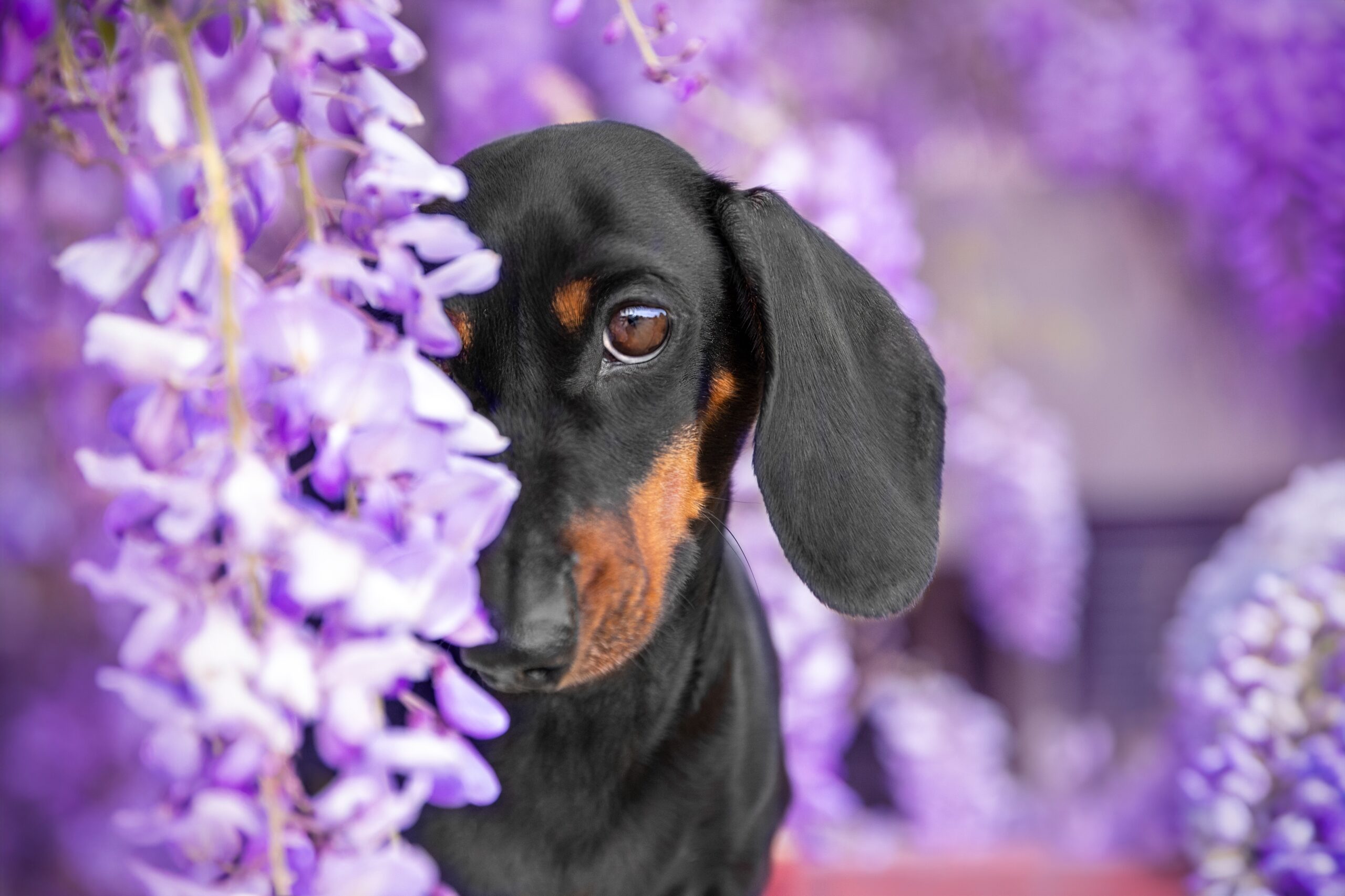 A dachshund survived a year and a half on an inhospitable Australian island