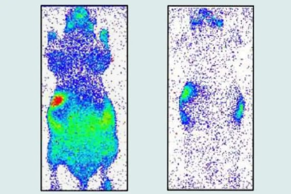 All living beings emit a weak glow that vanishes after death - Evidence Network