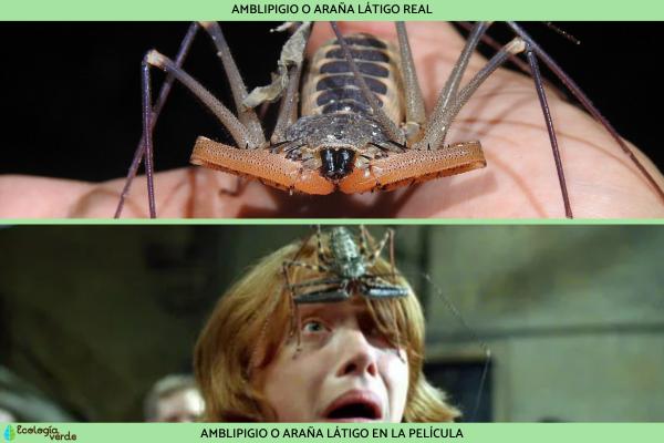 Amblipigios: What are, characteristics and types - what are ambigigions