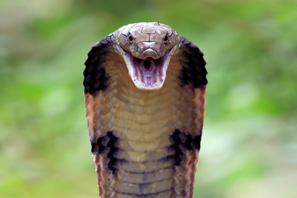 The man (not to imitate) who is helping to obtain a universal antidote to the snake poison