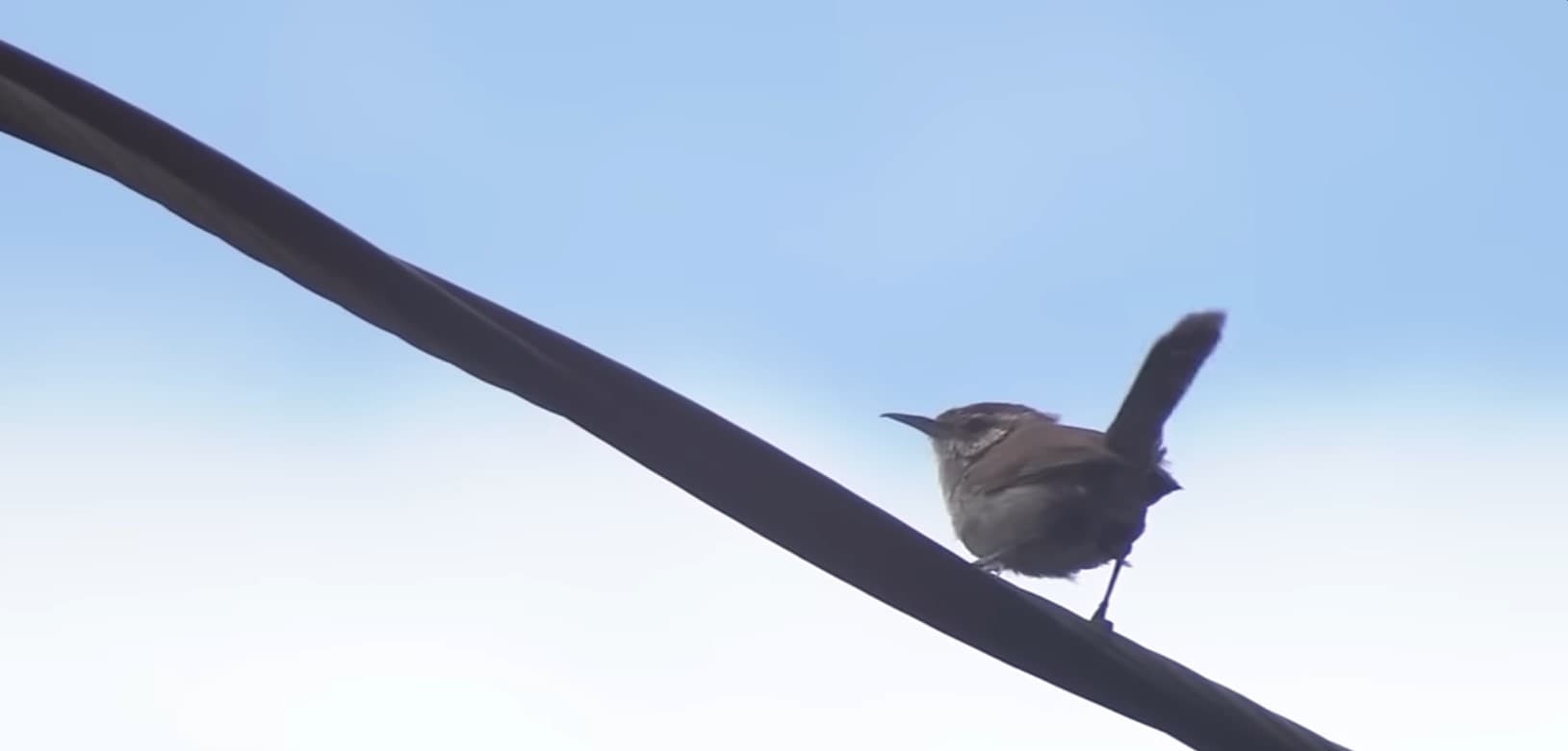 There is a city where birds explode, but we still don't know why