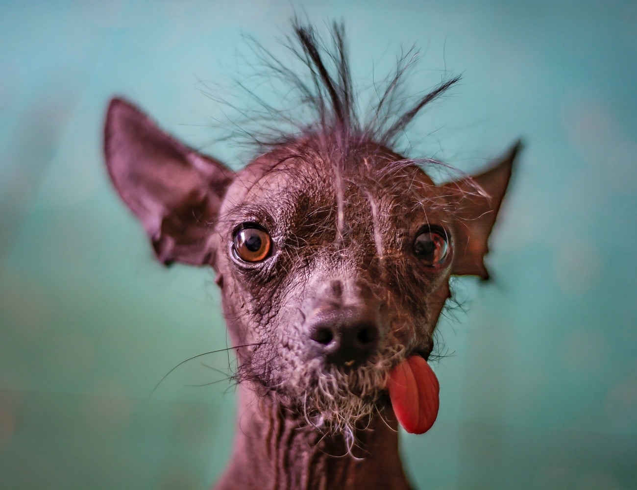 What is the most ancient dog breed in the world?