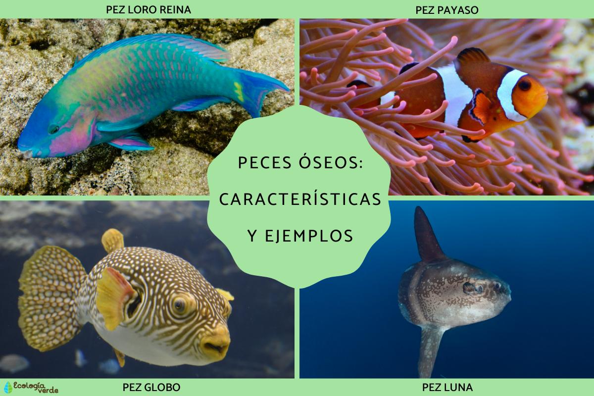 Bone fish: characteristics and examples