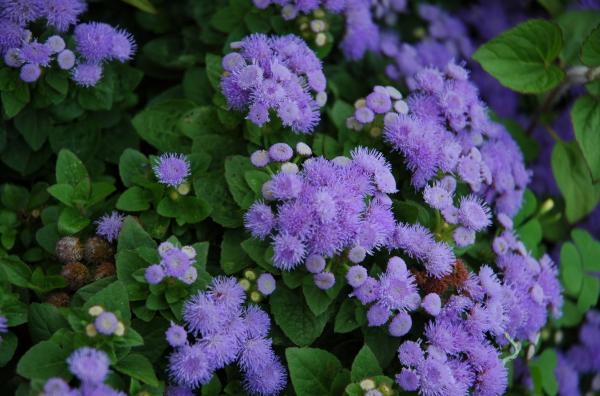 Annual plants: What are and examples - Damasquino (Ageratum)