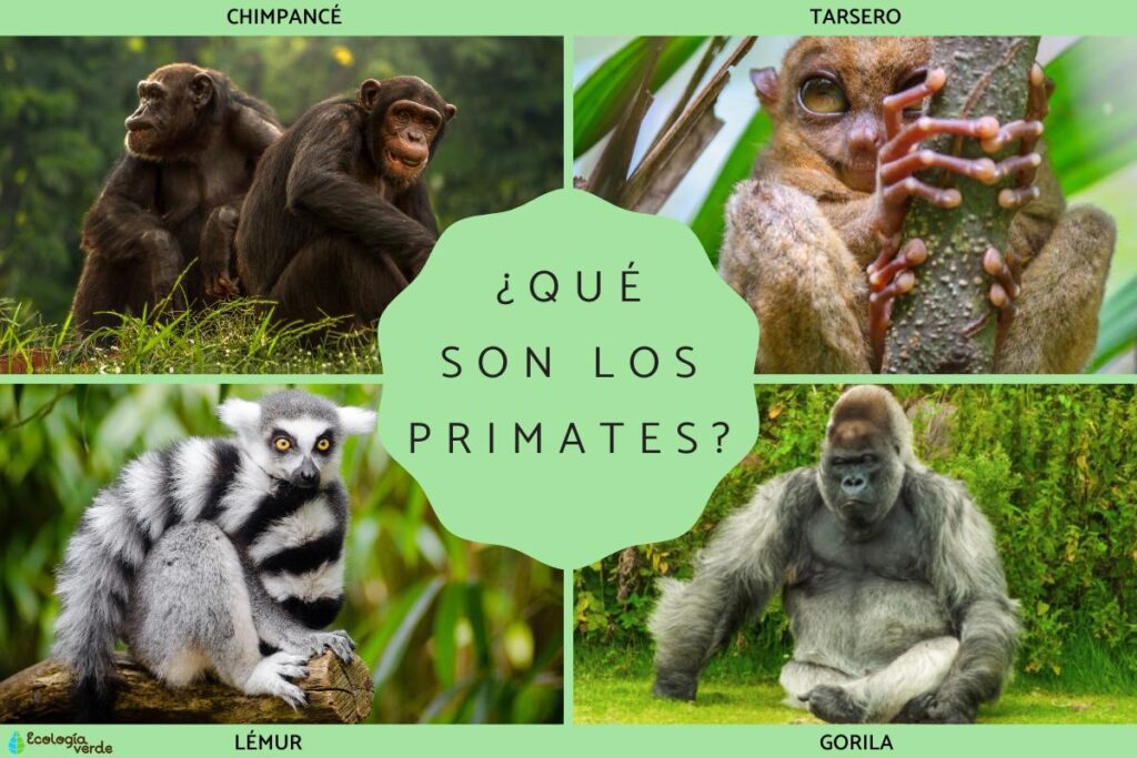 Primates: What are and types - Evidence Network
