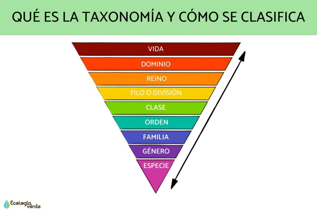 HOW IS TAXONOMY CLASSIFIED visual data 3