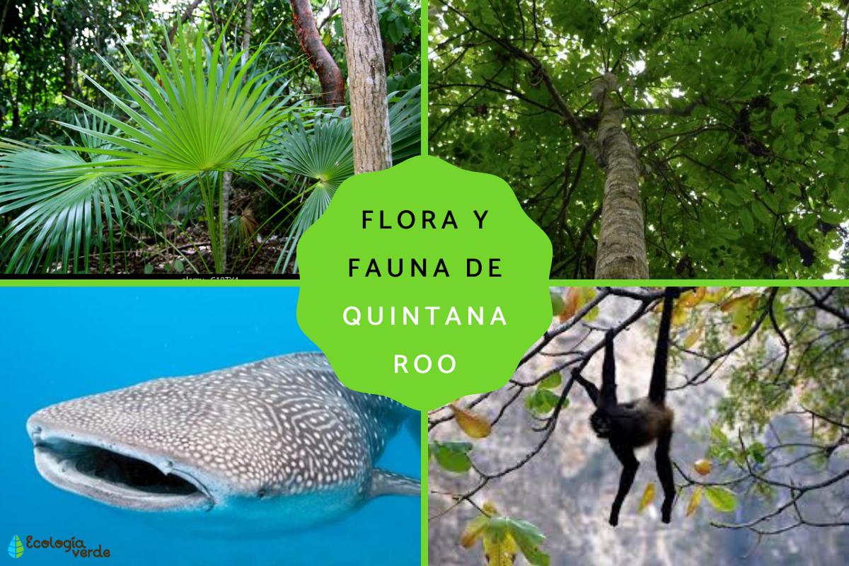 Quintana Roo Flora and Fauna