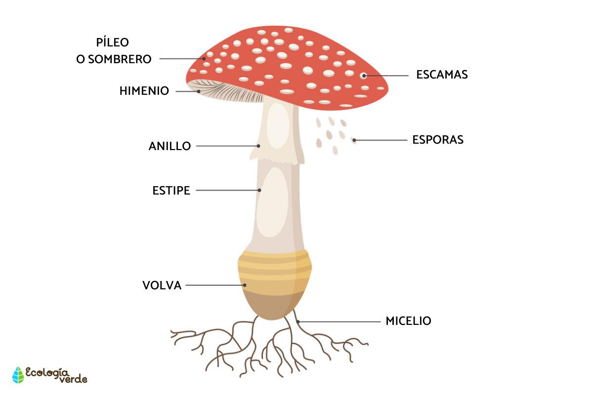 Fungi structure