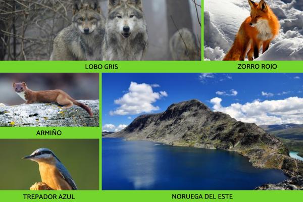 Natural regions of Norway - Norway of the East
