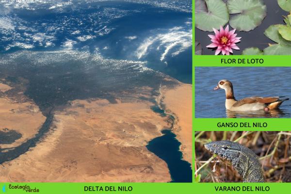 Natural regions of Egypt - Delta del Nile