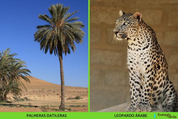 Natural regions of Egypt - Sinai Peninsula