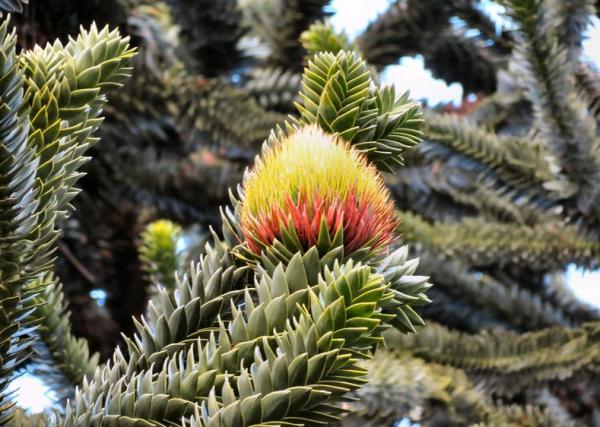 Trees in danger of extinction - Pehuén